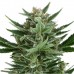 Quick One - Royal Queen Seeds